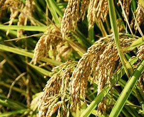 生(shēng)态複合肥